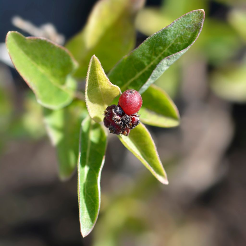 Chèvrefeuille hybride - Lonicera Blond & Beyond (Honey Baby) 