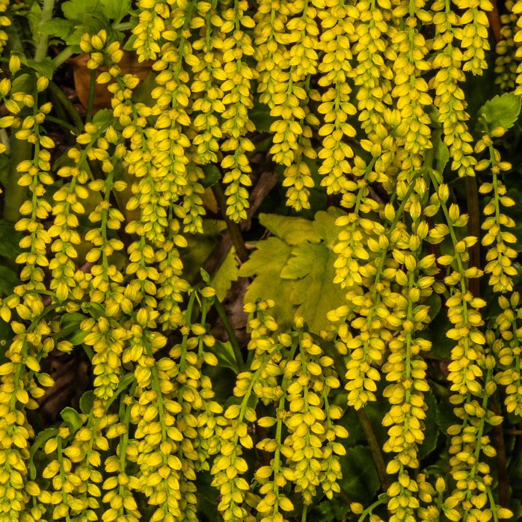 Chiastophyllum oppositifolium - Goutte d'Or