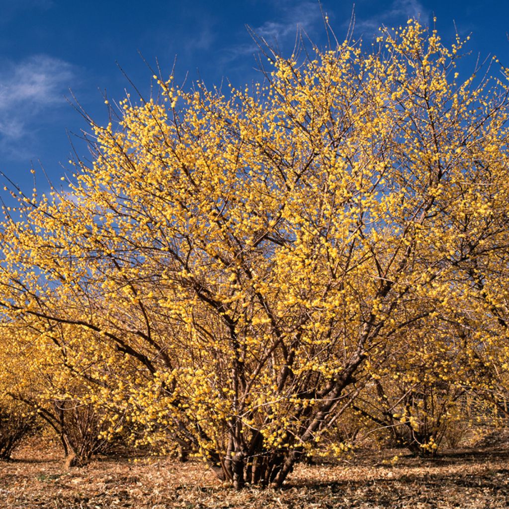 Chimonanthus praecox - Chimonanthe précoce