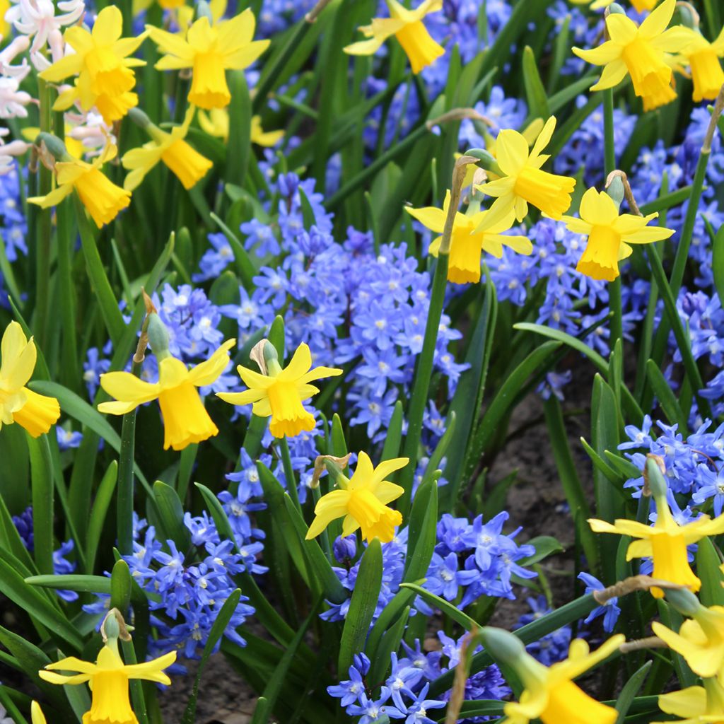 Chionodoxa sardensis - Gloire des neiges