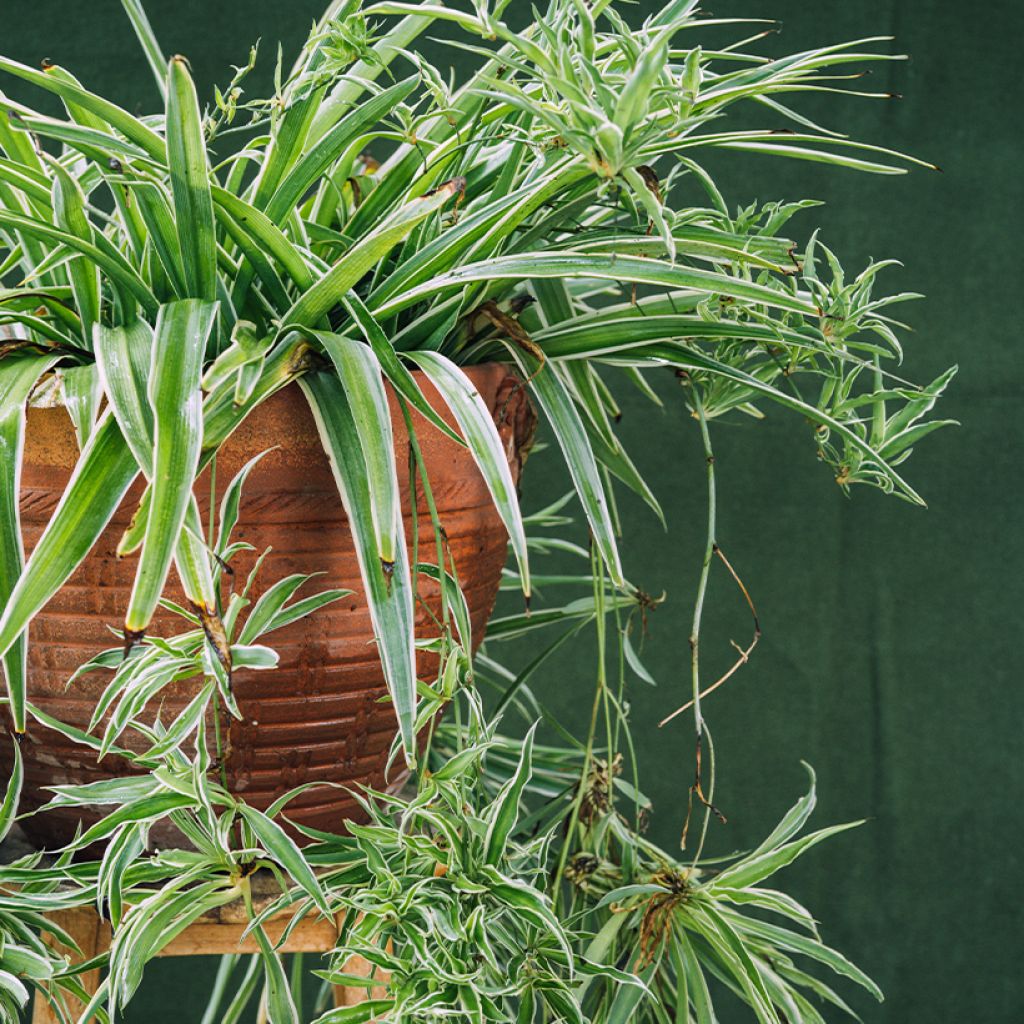 Chlorophytum Irish - Plante araignée 