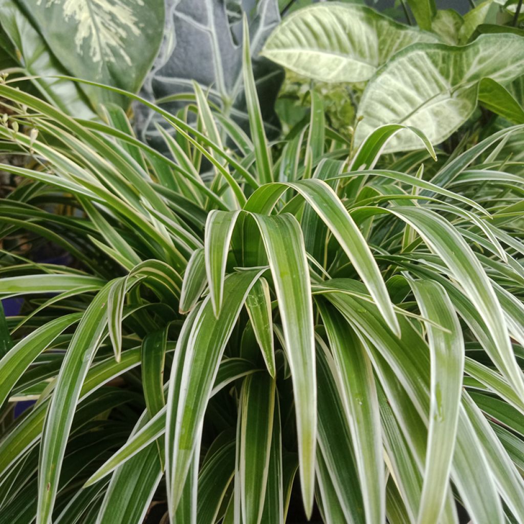 Chlorophytum Irish - Plante araignée 