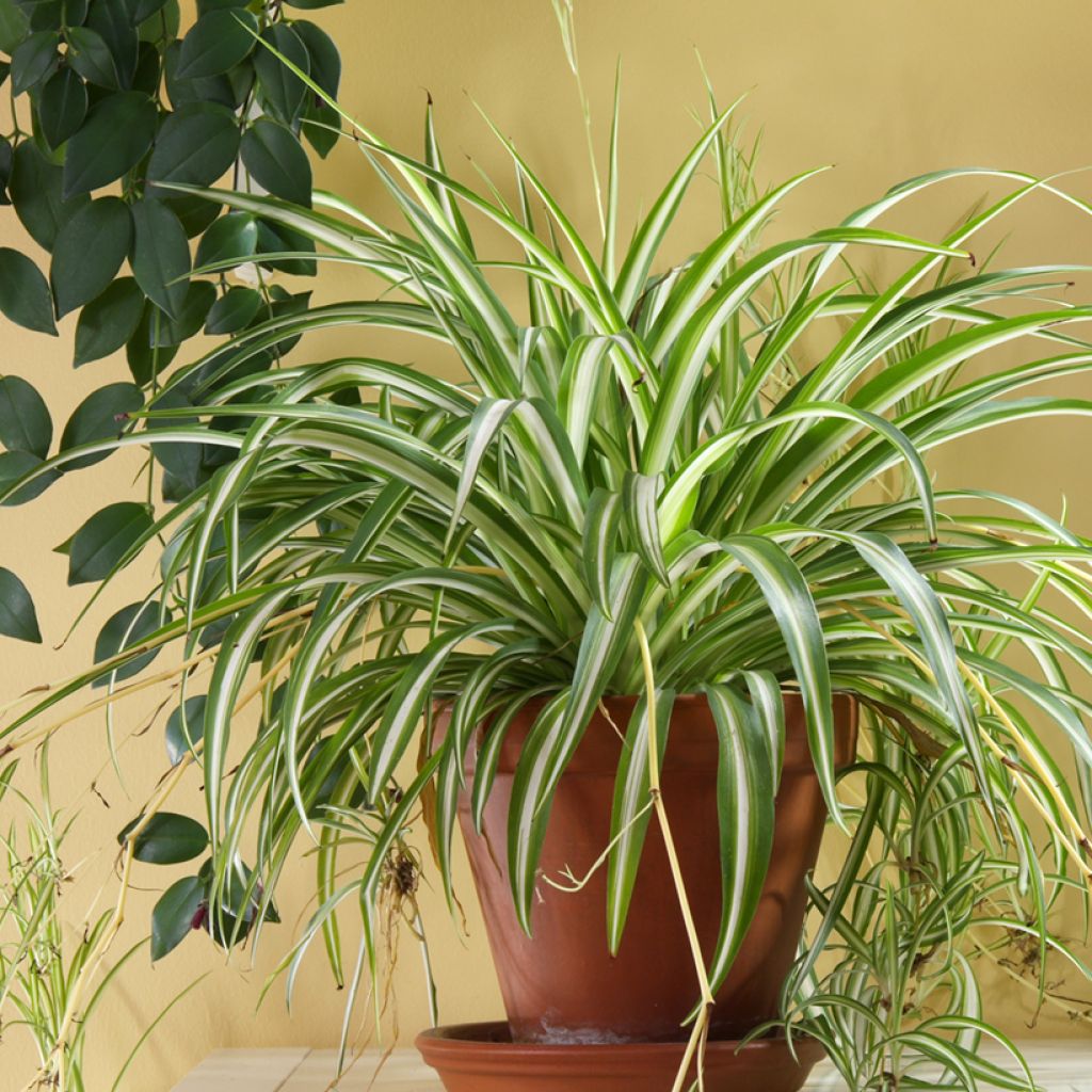 Chlorophytum Variegatum - Plante araignée panachée
