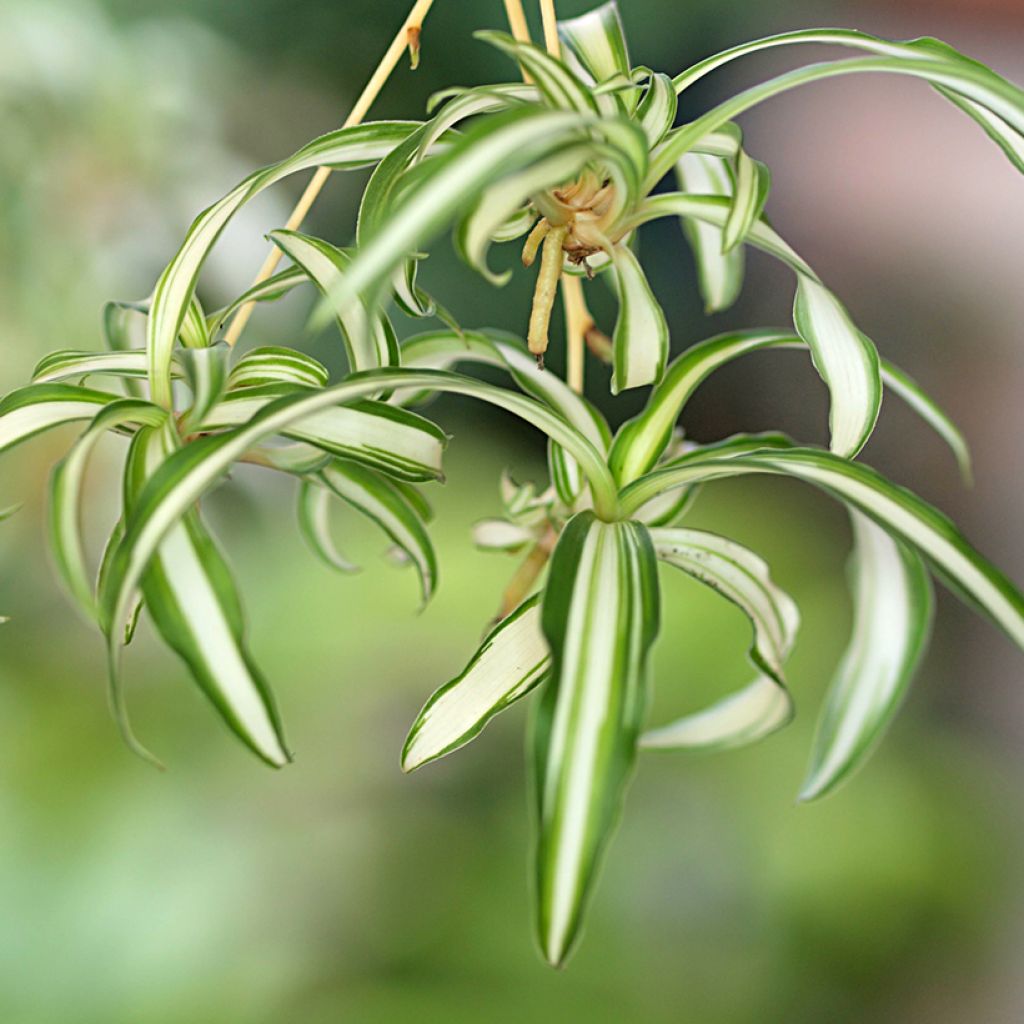 Chlorophytum Variegatum - Plante araignée panachée