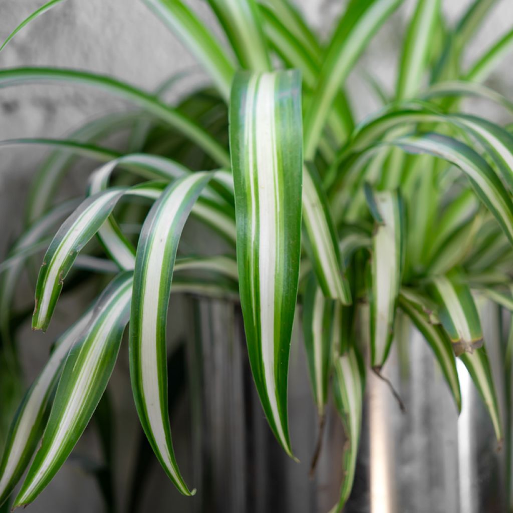 Chlorophytum Variegatum - Plante araignée panachée