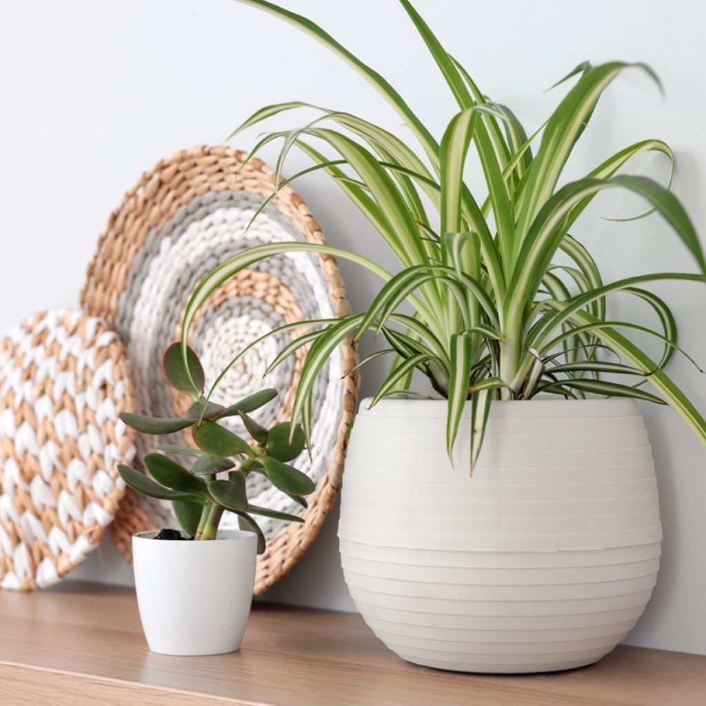 Chlorophytum Variegatum - Plante araignée panachée