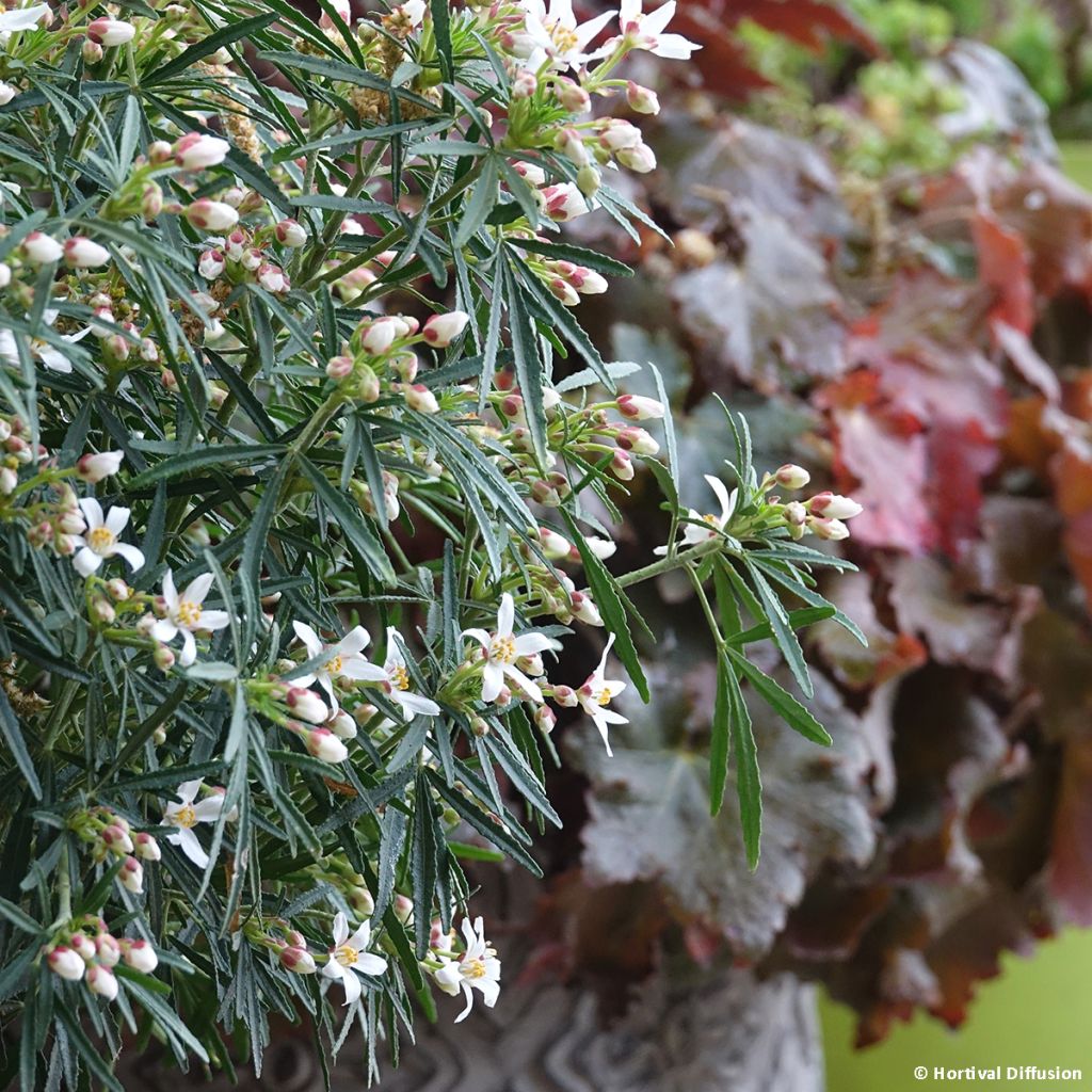 Choisya Little Bee - Oranger du Mexique