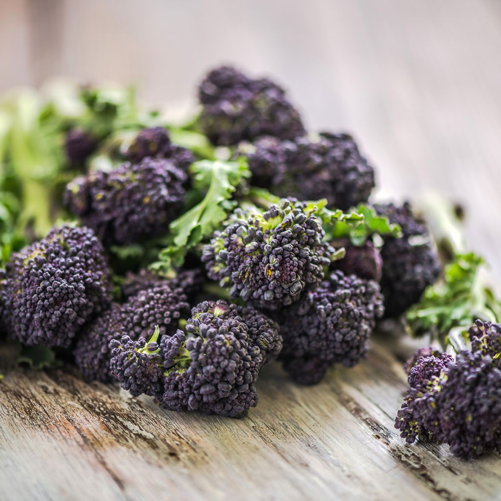 Chou Brocoli Early Purple Sprouting Bio