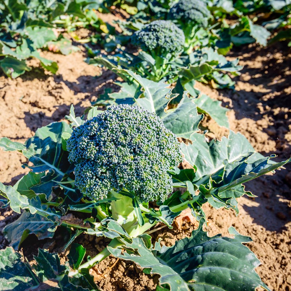Chou Brocoli Ramoso Calabrese Bio