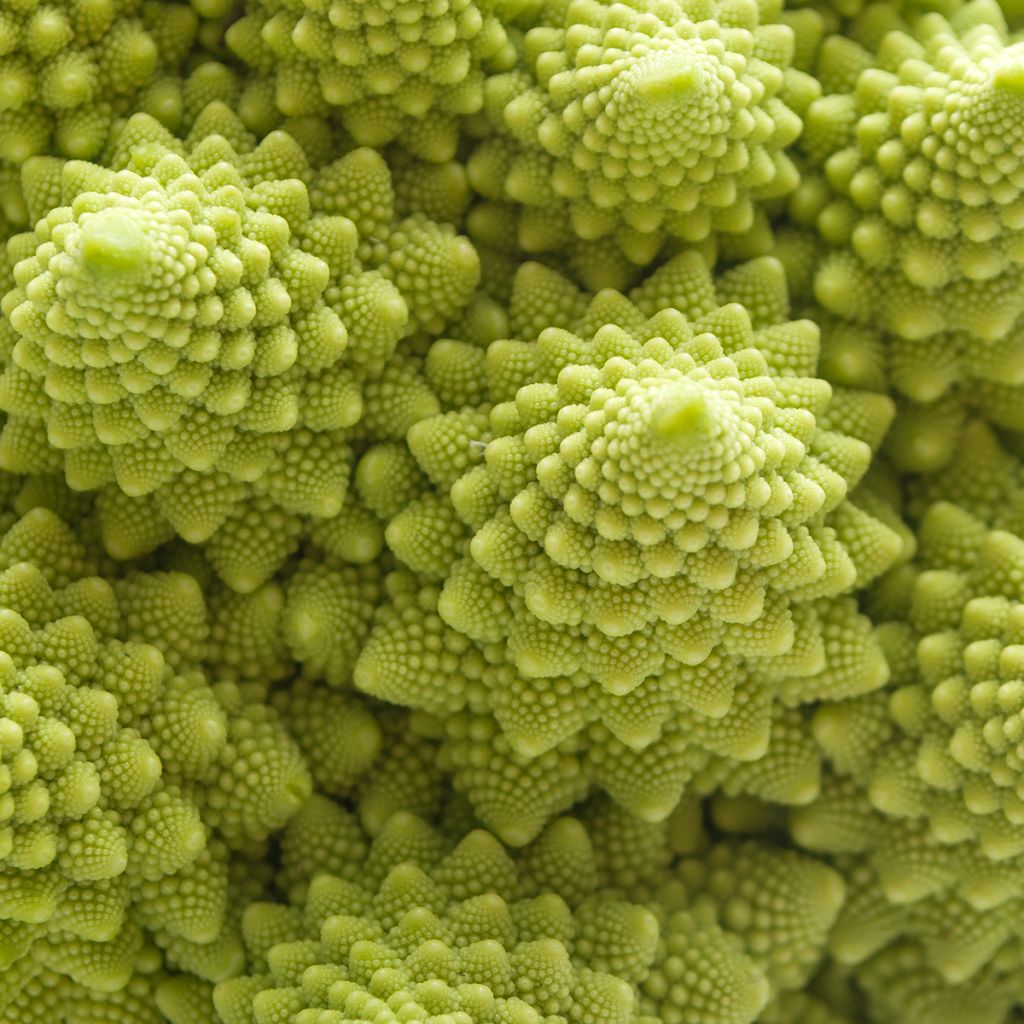 Chou Brocoli Romanesco Bio - Ferme de Sainte Marthe