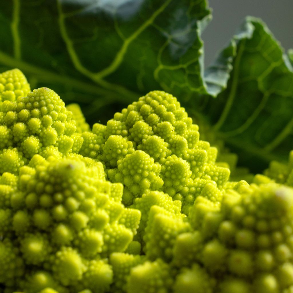 Chou Brocoli Romanesco