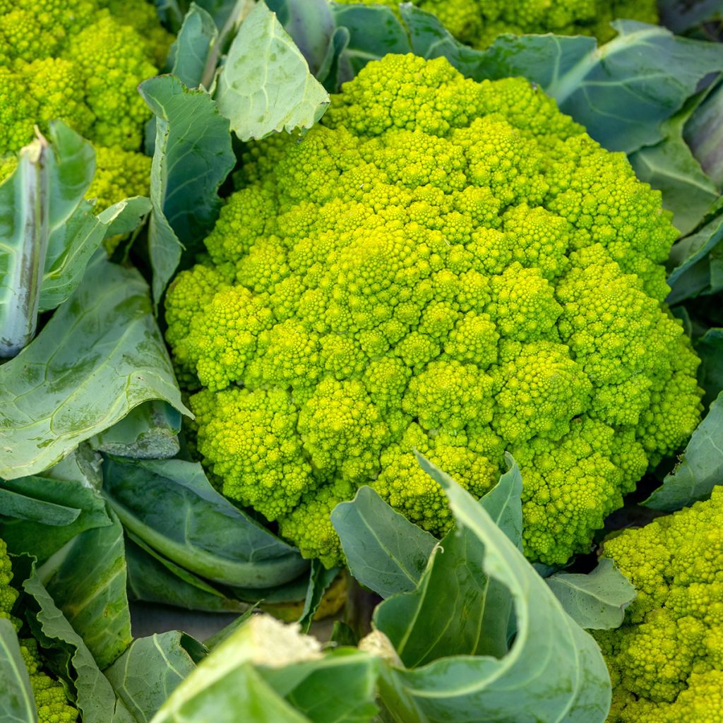 Chou Brocoli Romanesco