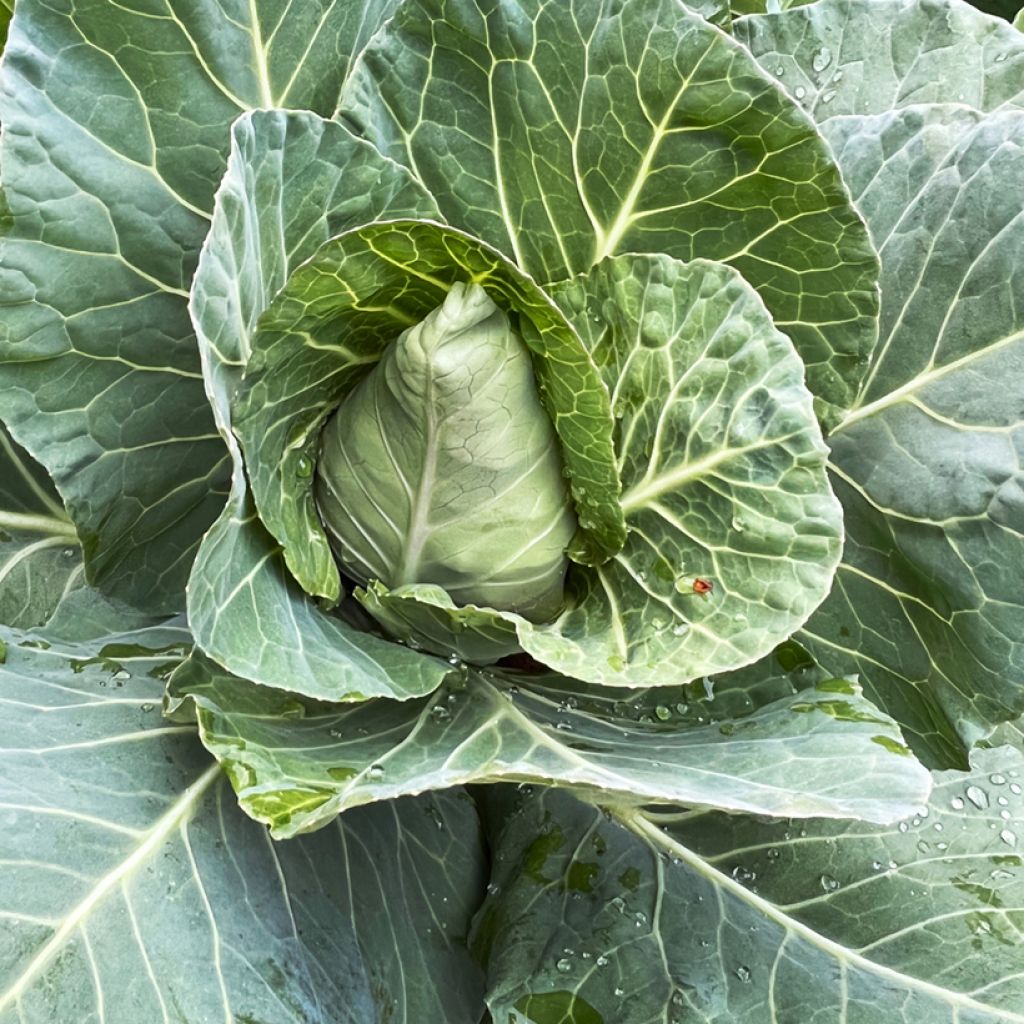 Chou Cabus Advantage F1