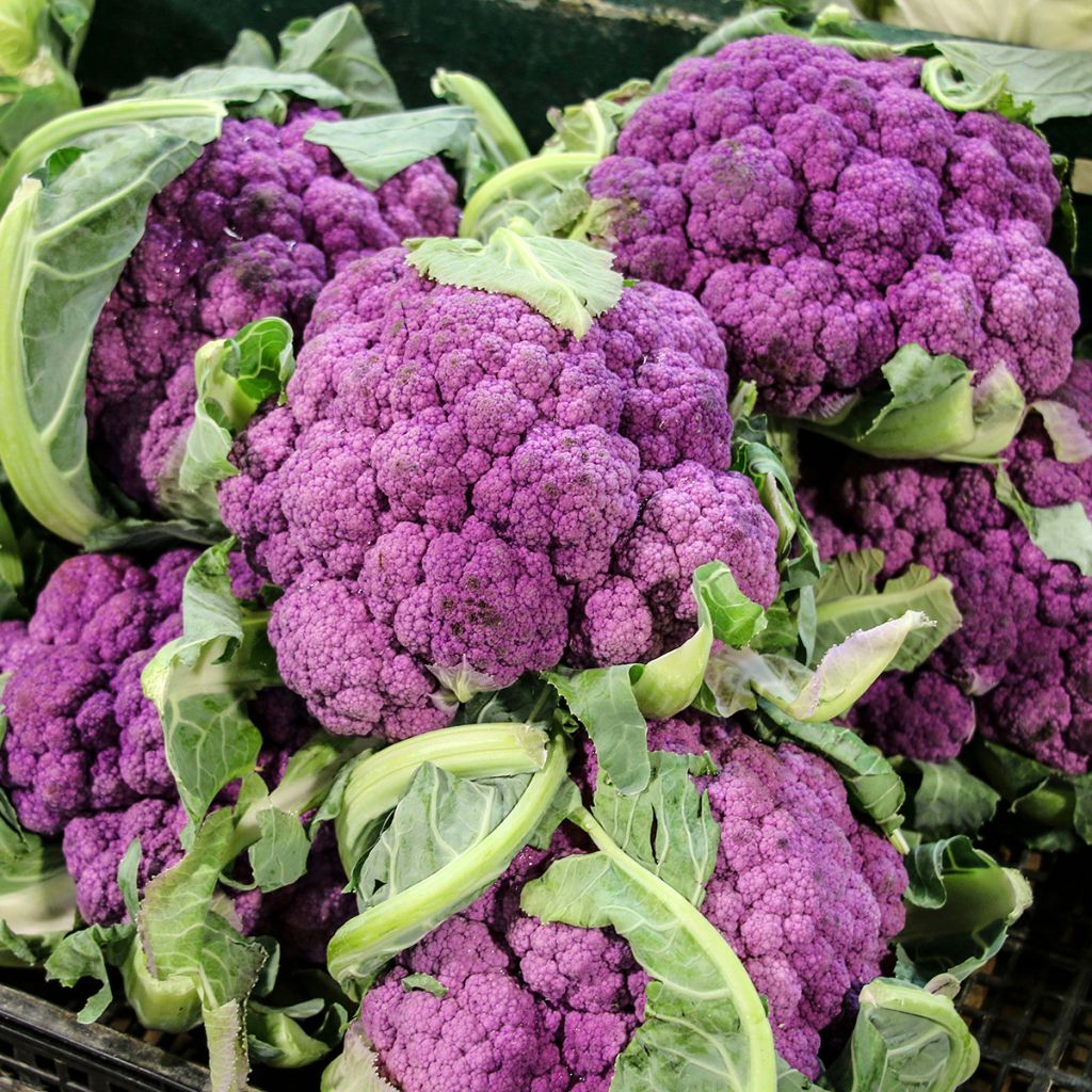 Chou-Fleur Graffiti F1 (violet)