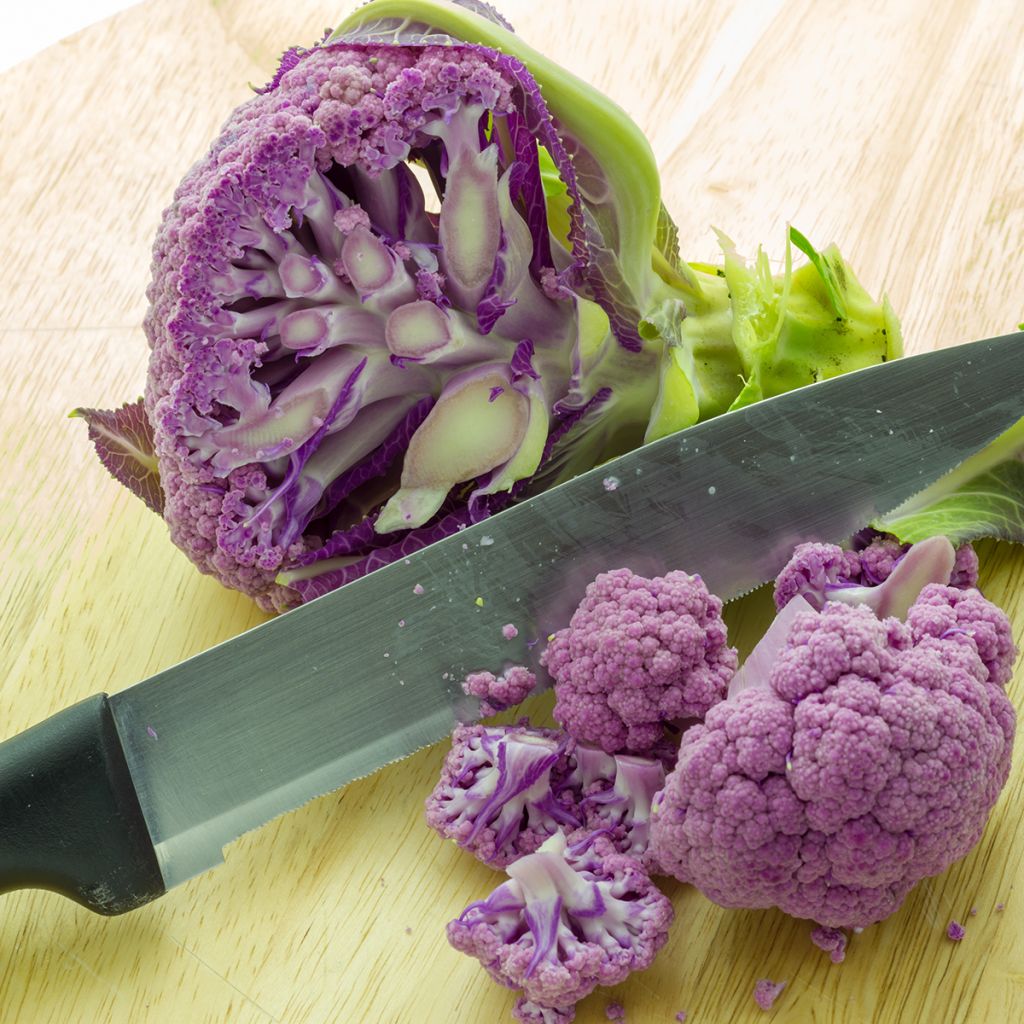 Chou-Fleur Graffiti F1 (violet)