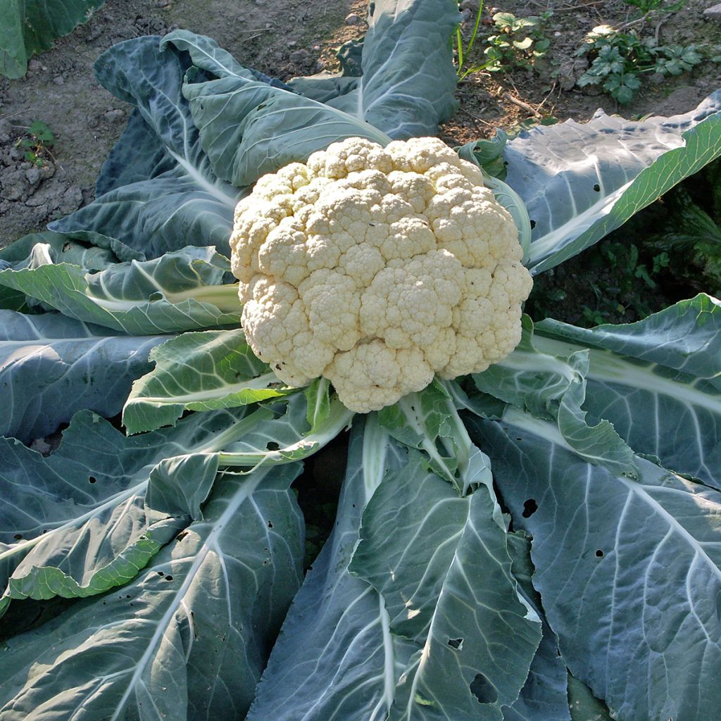 Chou-Fleur Merveille de Toutes Saisons - Vilmorin