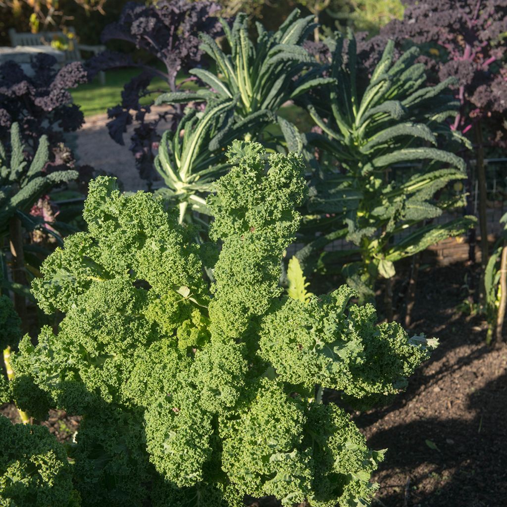 Chou Kale Dwarf Green Curled