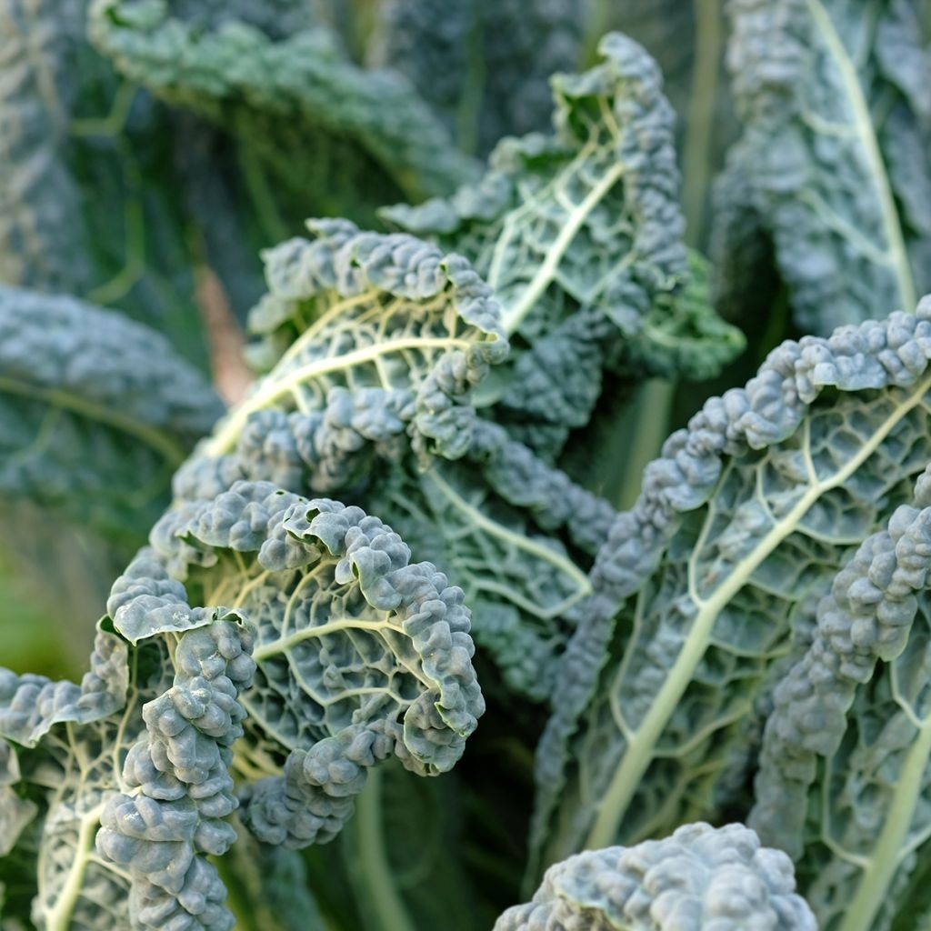 Chou Kale Nero di Toscana Bio