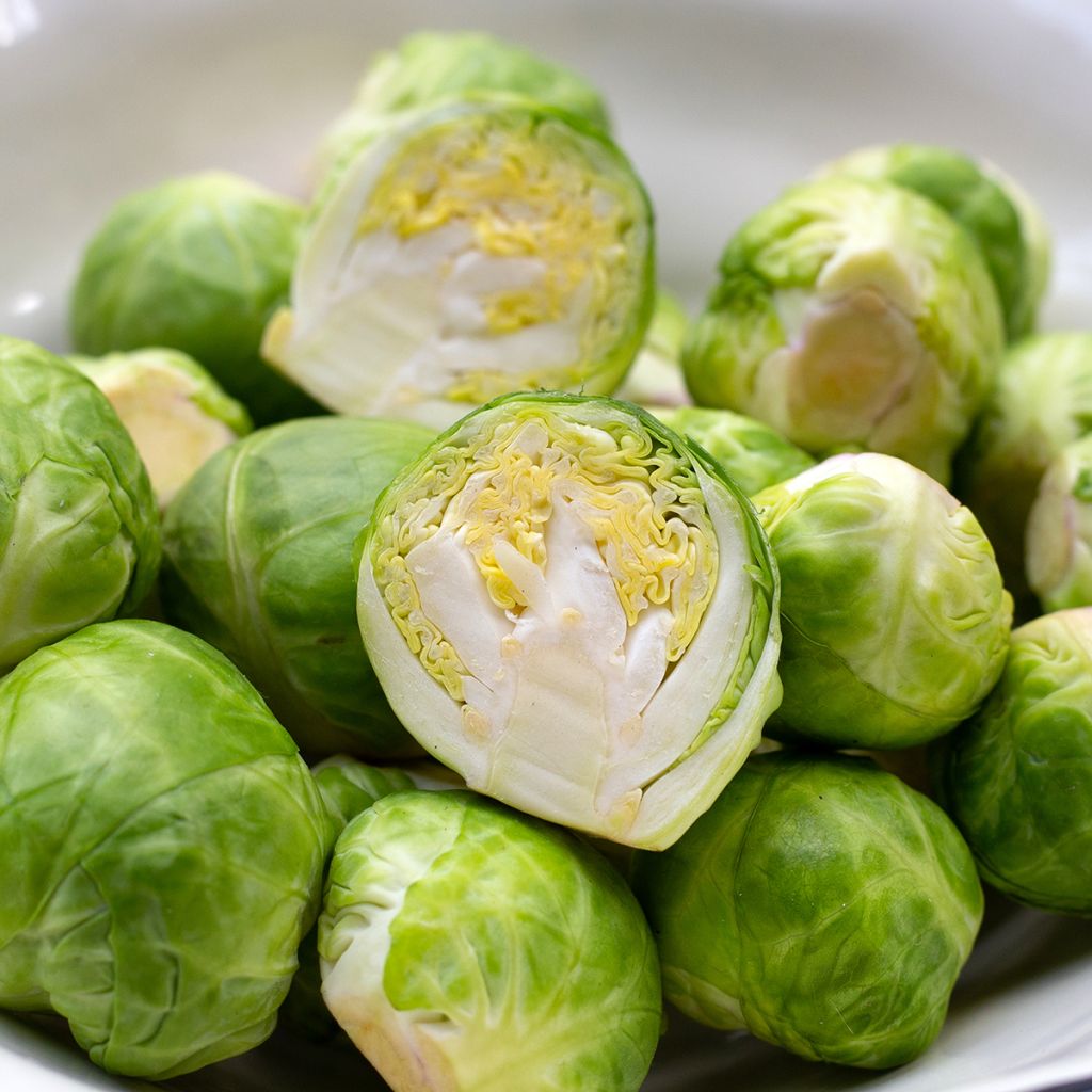 Chou de Bruxelles Igor F1