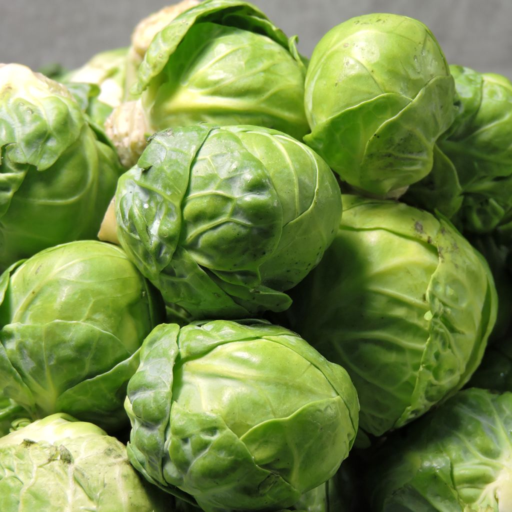 Chou de Bruxelles Igor F1