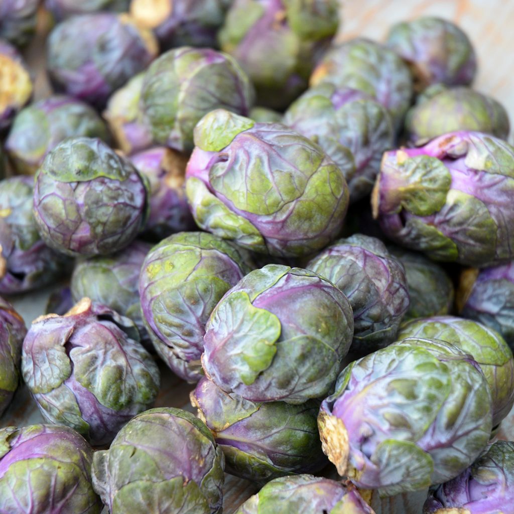 Chou de Bruxelles Rouge Rubine Bio - Ferme de Sainte Marthe