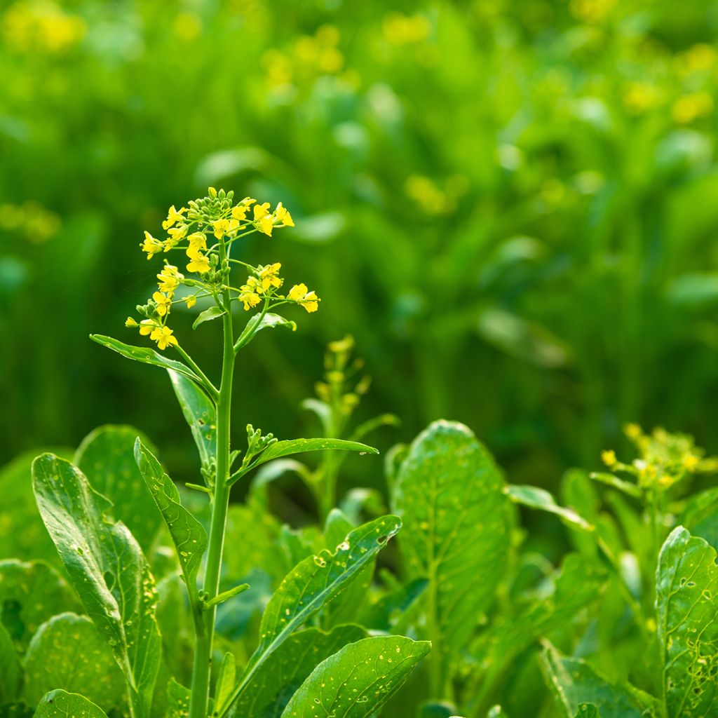 Chou de Chine Tsoi Sim Choy Sum - Brassica rapa
