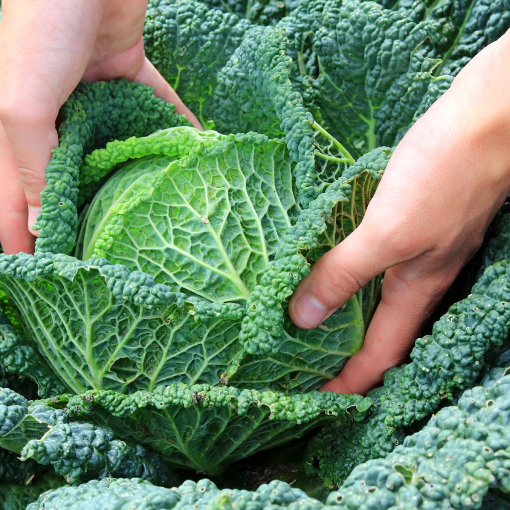 Chou de Milan d'Aubervilliers