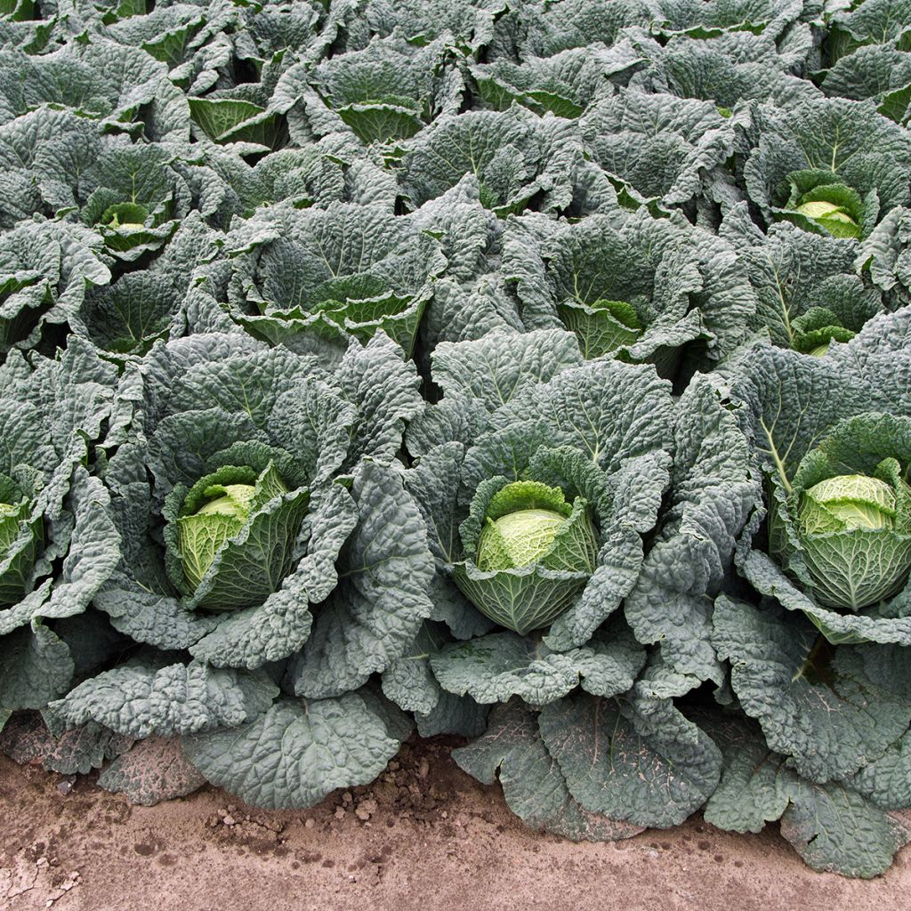 Chou de Milan d'Aubervilliers