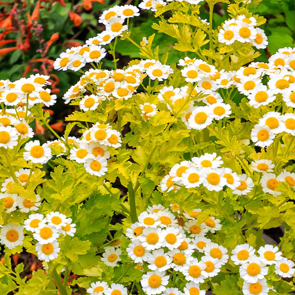 Chrysanthemum parthenium Aureum - Marguerite