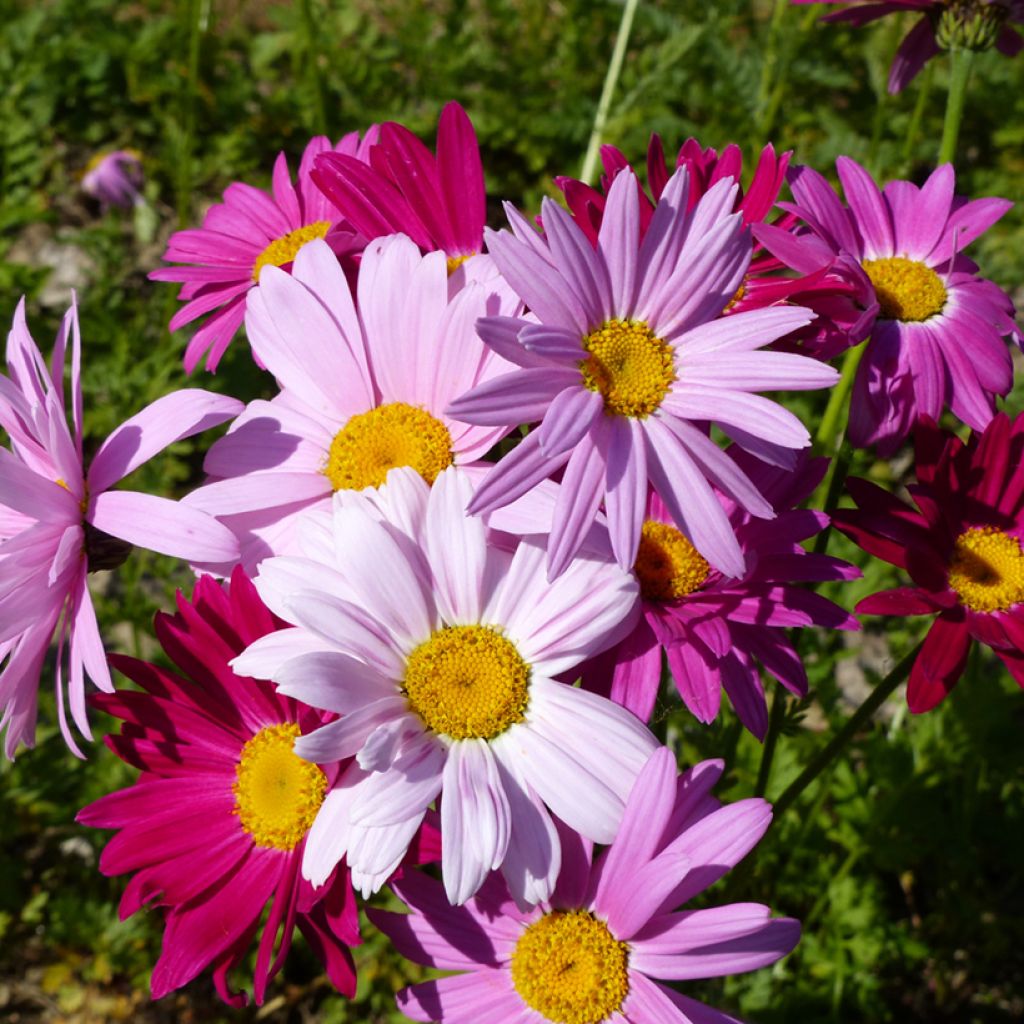 Graines de Pyrèthre Robinson's Giants en mélange - Chrysanthemum coccineum