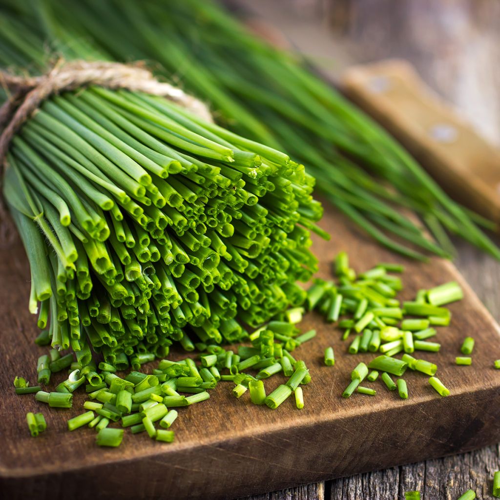 Ciboulette Appétits