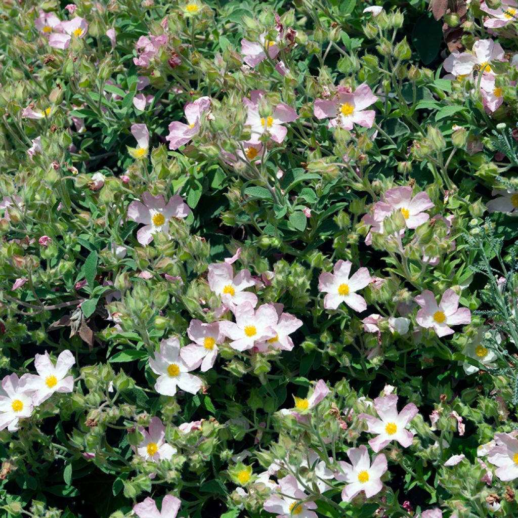 Ciste Silver Pink - Cistus argenteus