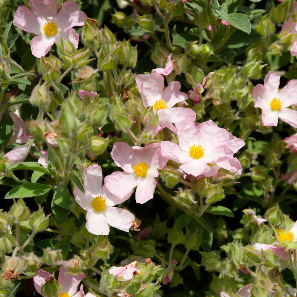 Ciste Silver Pink - Cistus argenteus