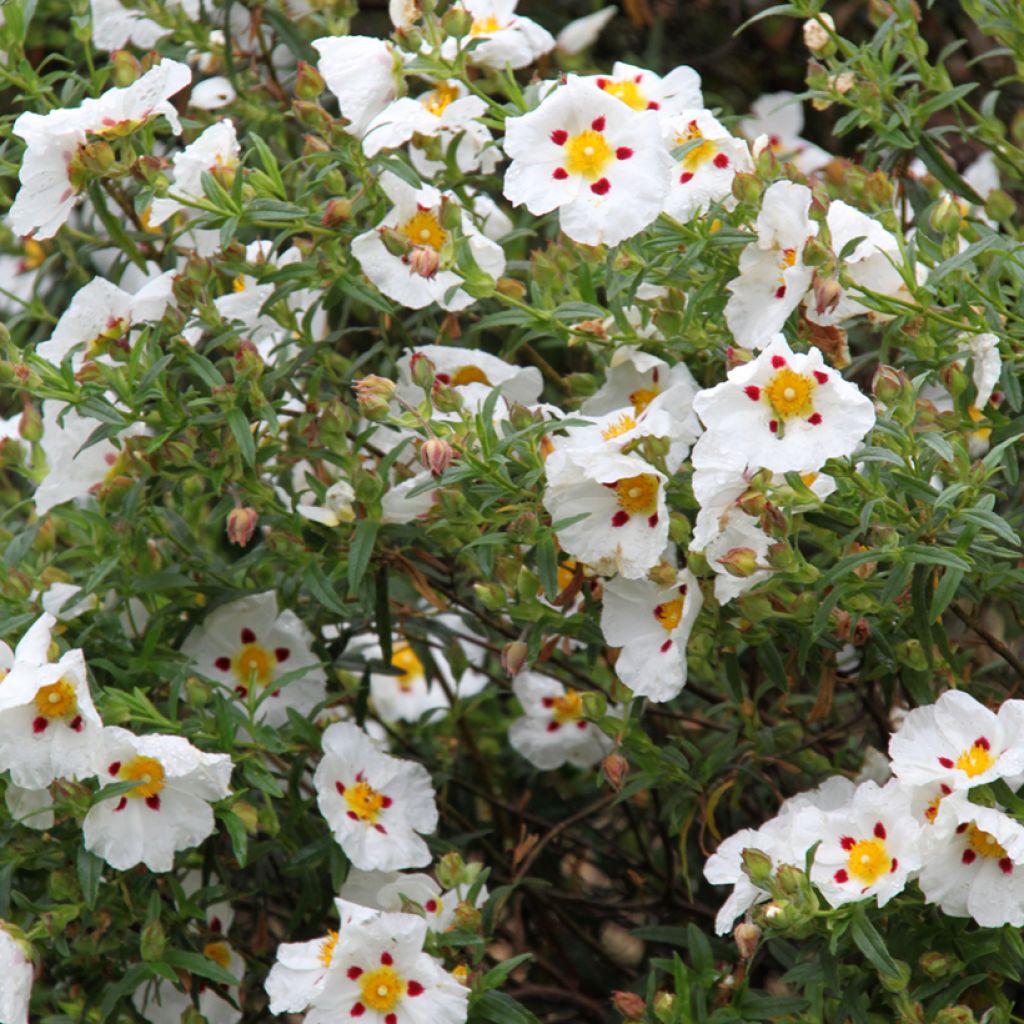 Cistus x dansereaui Jenkyn Place - Ciste hybride