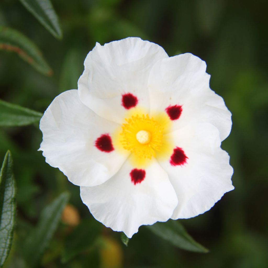 Cistus x dansereaui Jenkyn Place - Ciste hybride