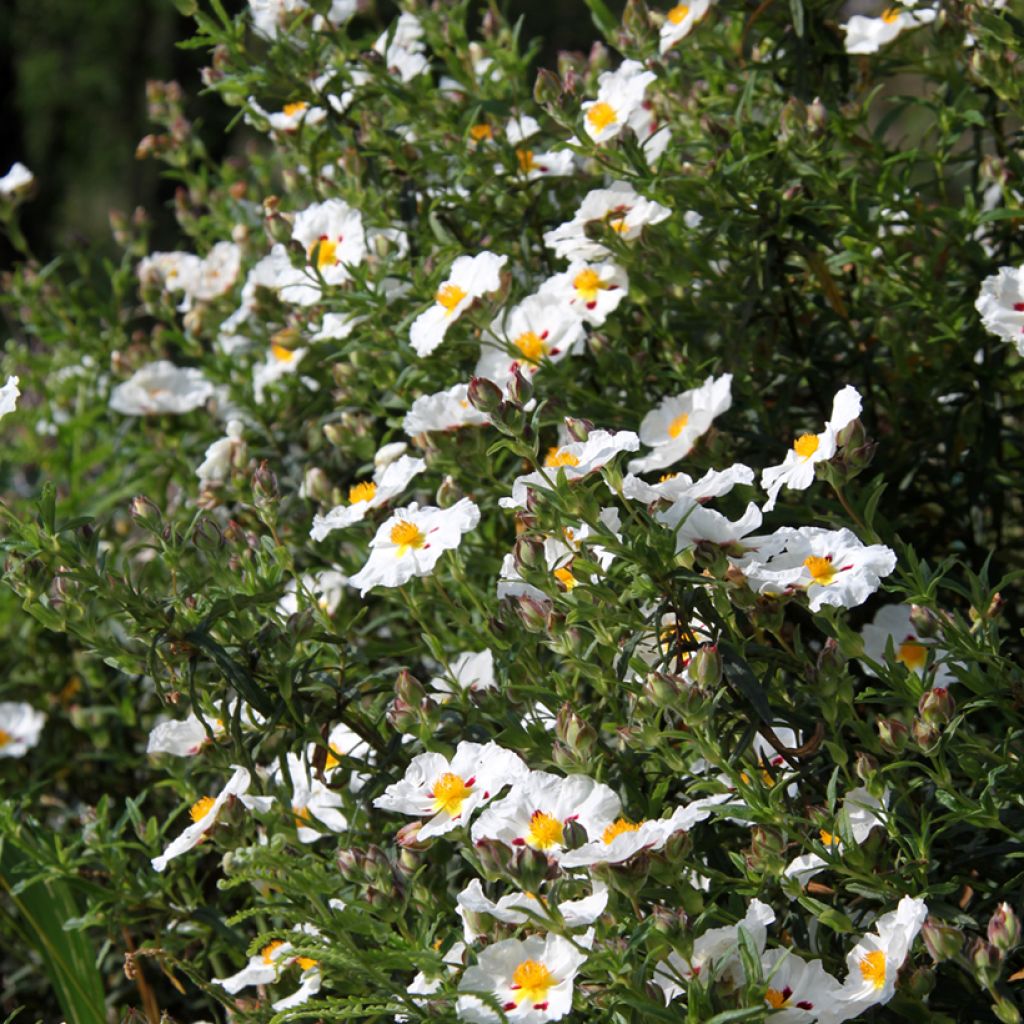 Cistus x dansereaui Jenkyn Place - Ciste hybride