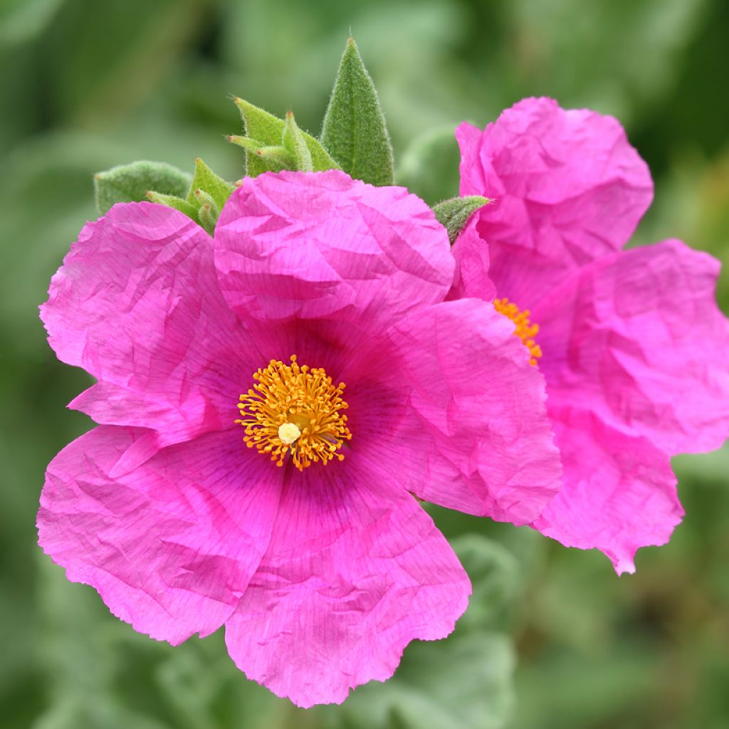 Cistus pulverulentus Sunset - Ciste pulvérulent
