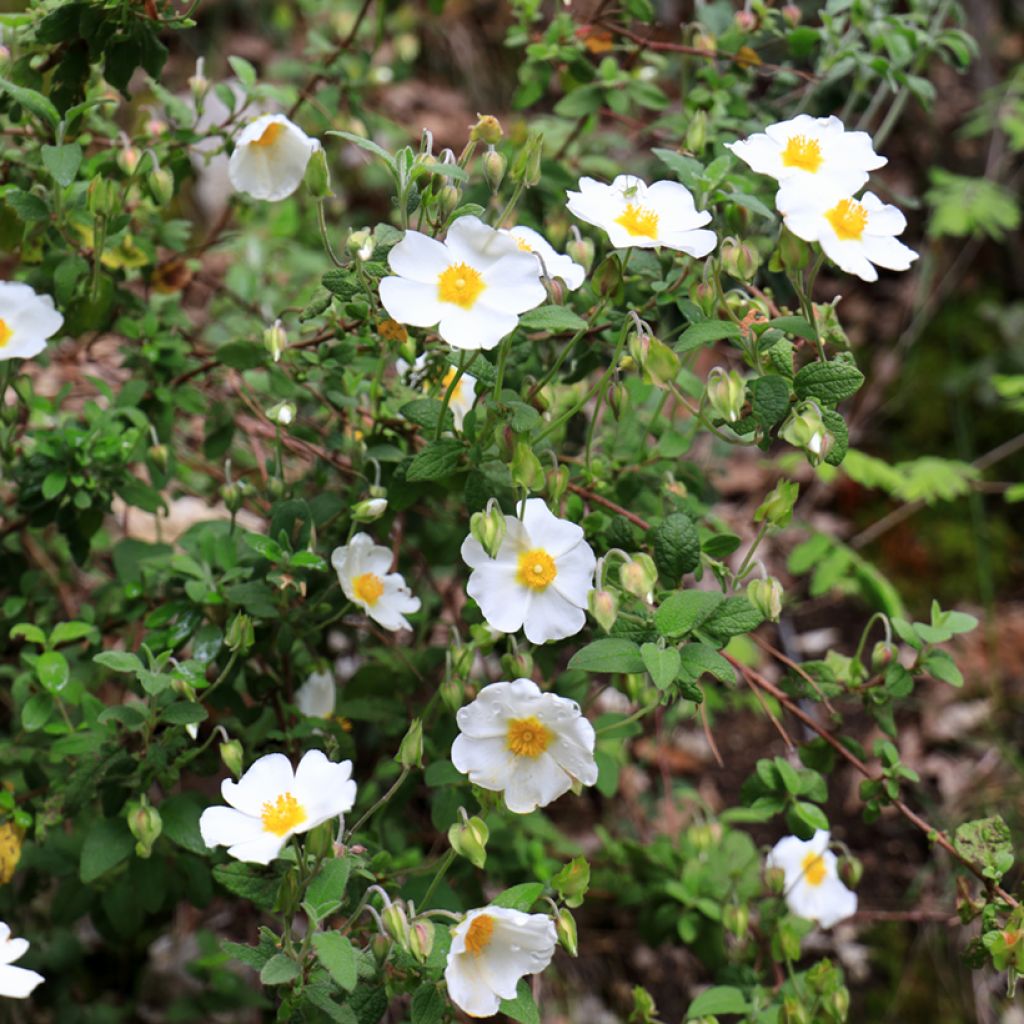 Cistus salviifolius - Ciste à feuilles de sauge