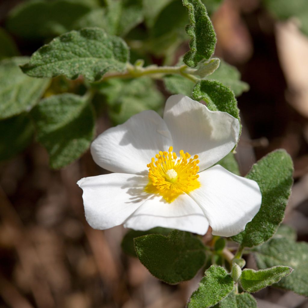 Cistus salviifolius - Ciste à feuilles de sauge