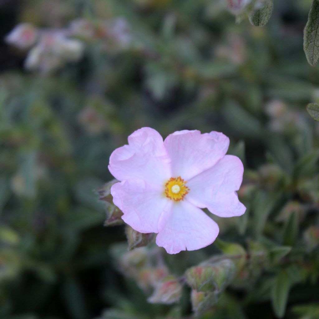 Cistus skanbergii - Ciste