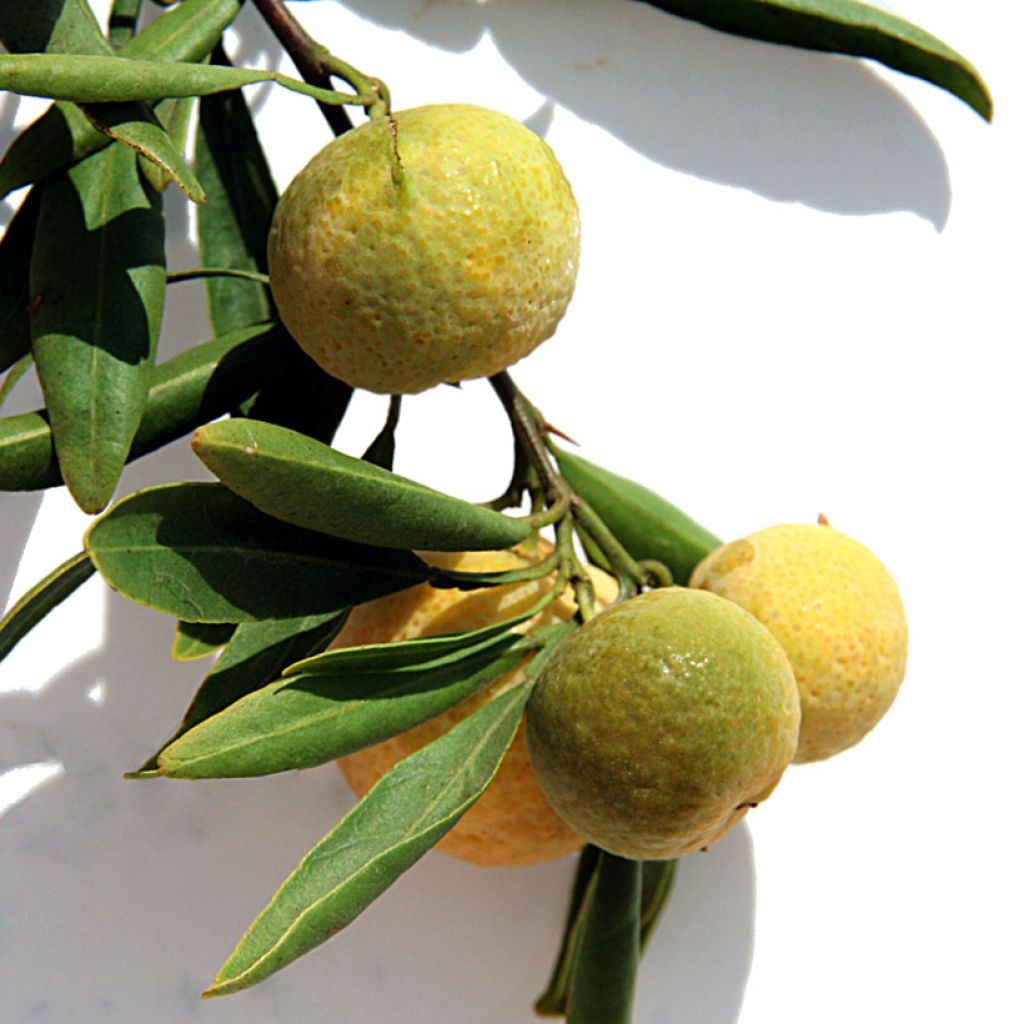 Citrus glauca - Lime du désert
