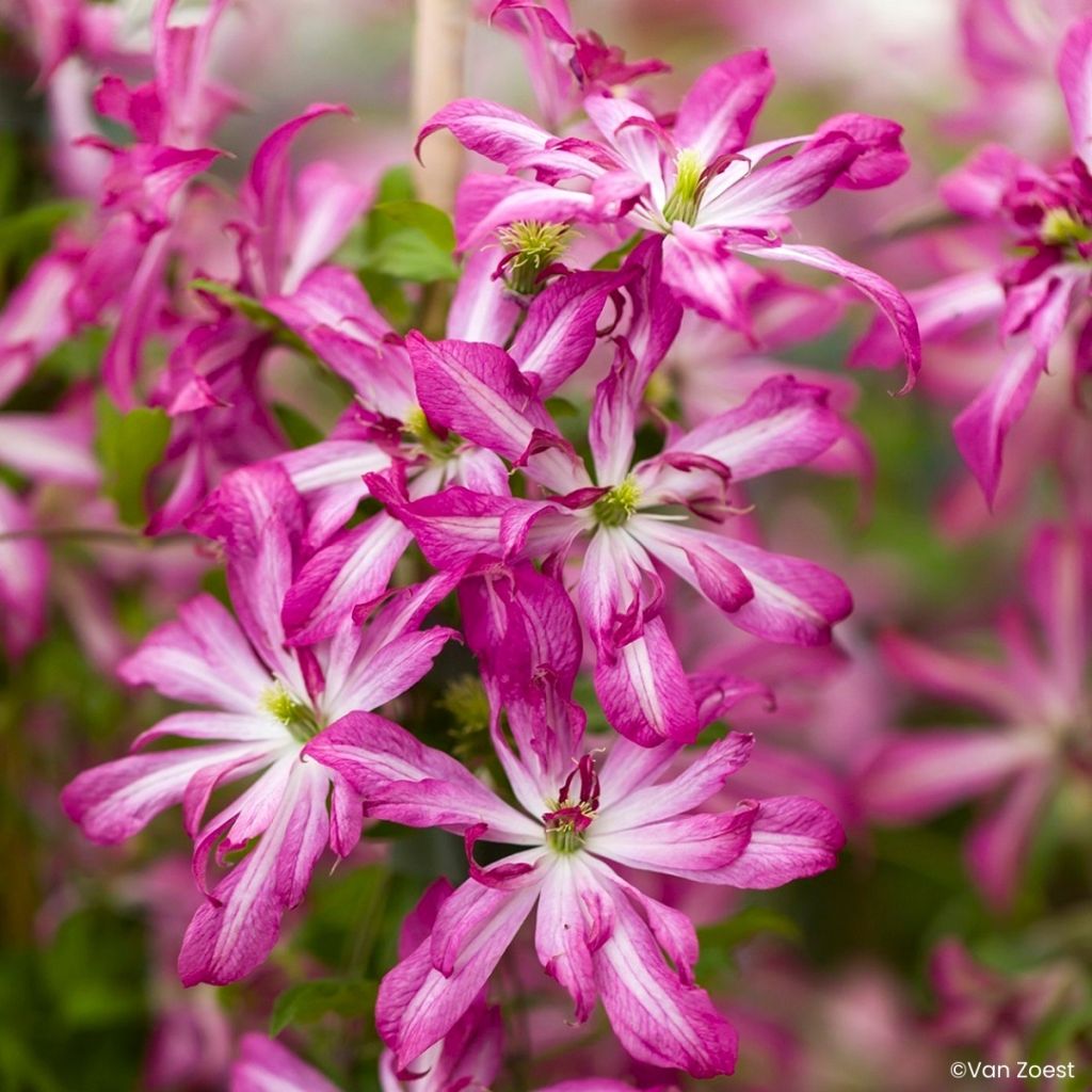 Clématite - Clematis viticella Glorious Surprise