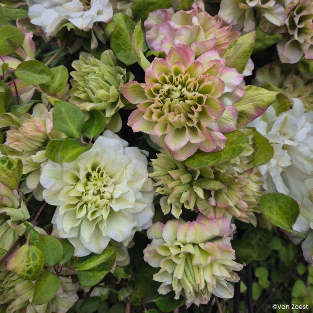 Clématite - Clematis Spring Passion
