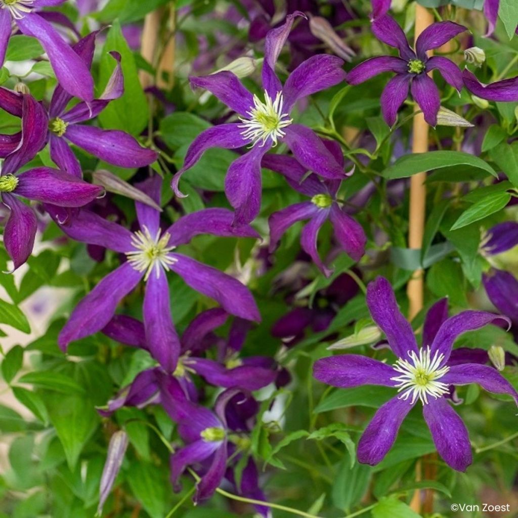 Clématite - Clematis viticella Glorious Night