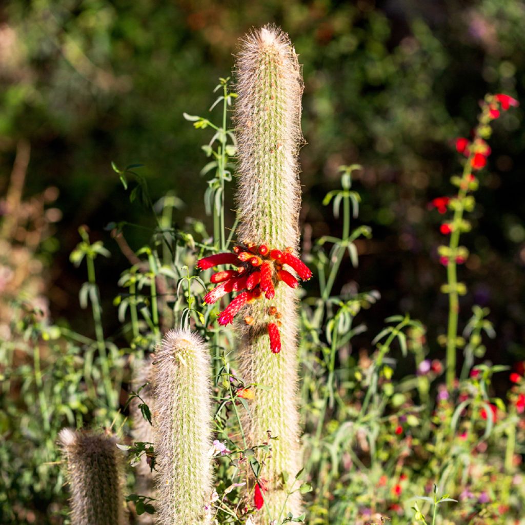 Cactus cierge - Cleistocactus strausii