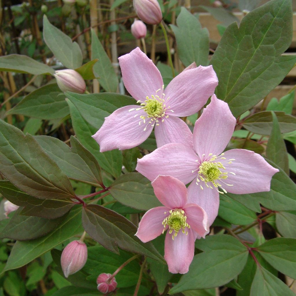 Clématite des montagnes - Clematis montana Fragrant Spring