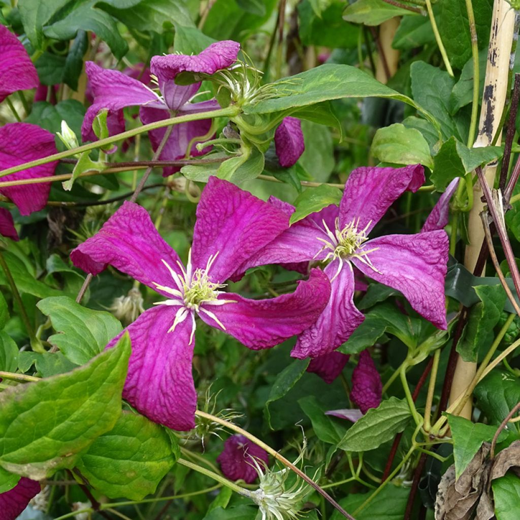 Clématite - Clematis viticella Mme Julia Correvon