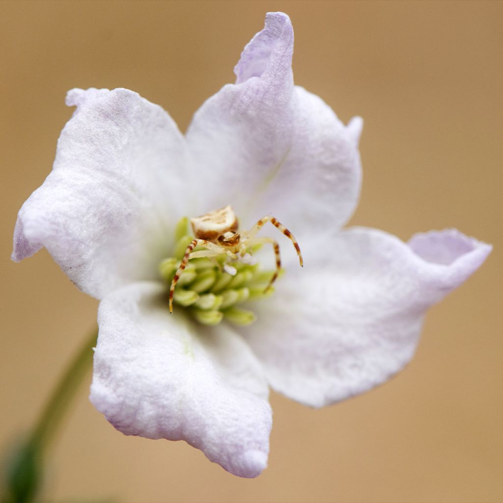 Clématite à fleurs de campanule - Clematis campaniflora