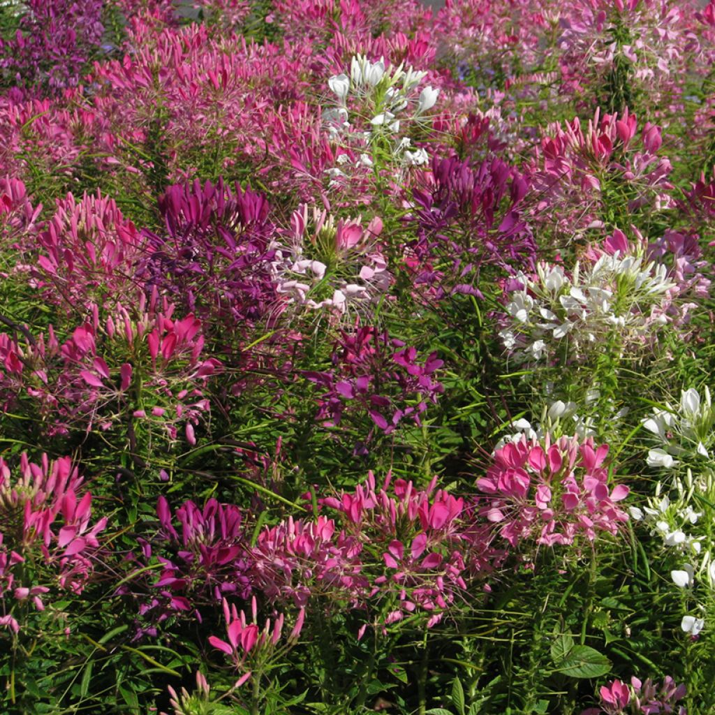 Graines de Cléome épineux en mélange Colour Fountain - Cleome spinosa