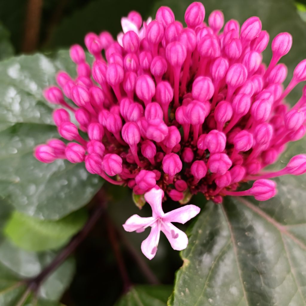 Clerodendrum bungei - Clérodendron de Bunge